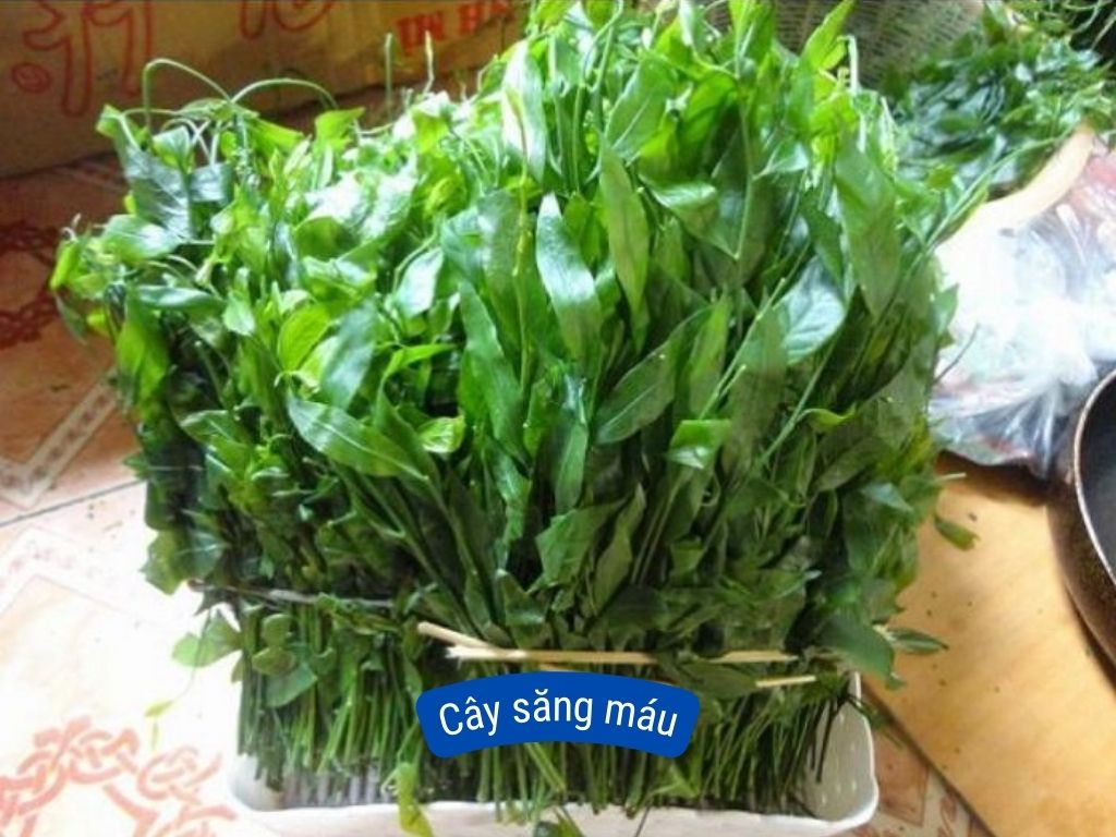 Top 9 loại rau rừng Tây Ninh nổi tiếng xa gần